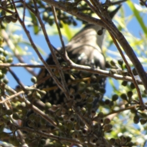 Sturnus vulgaris at Queanbeyan, NSW - suppressed