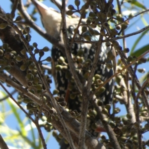 Sturnus vulgaris at Queanbeyan, NSW - suppressed