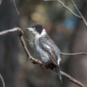 Cracticus torquatus at Pialligo, ACT - 20 Feb 2022