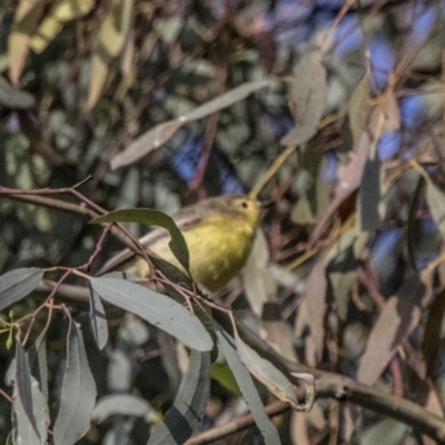 Gerygone olivacea (White-throated Gerygone) at Mount Ainslie - 19 Feb 2022 by WarrenRowland