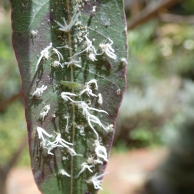 Protyora sterculiae (Kurrajong star psyllid) at Queanbeyan, NSW - 19 Feb 2022 by Paul4K