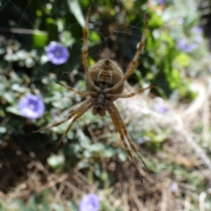 Backobourkia sp. (genus) at Queanbeyan, NSW - 19 Feb 2022