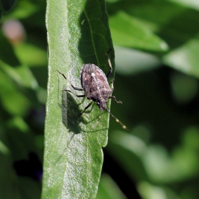 Oncocoris sp. (genus) (A stink bug) at Albury Botanic Gardens - 18 Feb 2022 by KylieWaldon