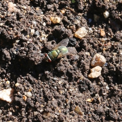 Unidentified True fly (Diptera) at Albury Botanic Gardens - 18 Feb 2022 by KylieWaldon