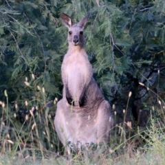 Macropus giganteus (Eastern Grey Kangaroo) at Wonga Wetlands - 17 Feb 2022 by KylieWaldon