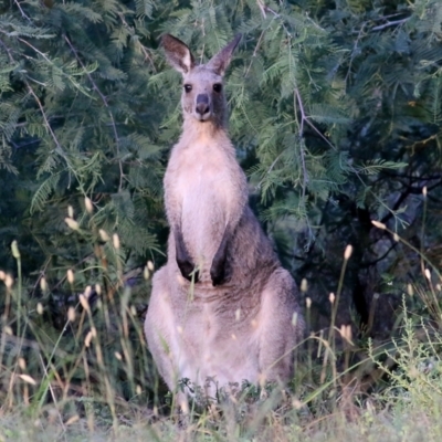 Macropus giganteus (Eastern Grey Kangaroo) at Wonga Wetlands - 17 Feb 2022 by KylieWaldon