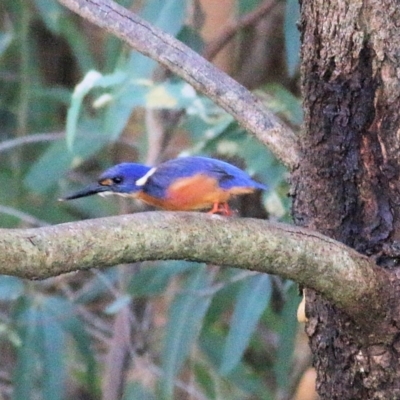 Ceyx azureus (Azure Kingfisher) at Wodonga - 17 Feb 2022 by KylieWaldon
