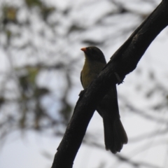 Manorina melanophrys (Bell Miner) at QPRC LGA - 19 Feb 2022 by Liam.m