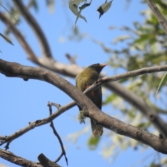 Manorina melanophrys at Araluen, NSW - 20 Feb 2022