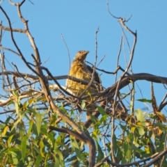 Ptilonorhynchus violaceus (Satin Bowerbird) at Woodstock Nature Reserve - 19 Feb 2022 by wombey