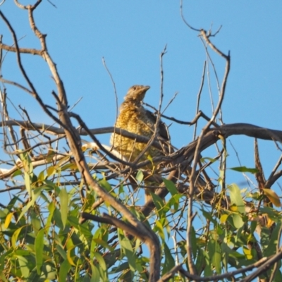 Ptilonorhynchus violaceus (Satin Bowerbird) at Coree, ACT - 20 Feb 2022 by wombey
