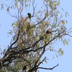 Trichoglossus moluccanus (Rainbow Lorikeet) at Wodonga - 18 Feb 2022 by KylieWaldon