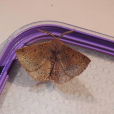 Anthela (genus) immature (Unidentified Anthelid Moth) at Carwoola, NSW - 18 Feb 2022 by Liam.m