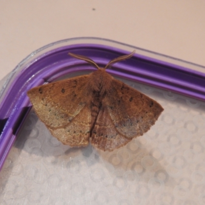 Anthela repleta (Replete Anthelid) at Carwoola, NSW - 18 Feb 2022 by Liam.m