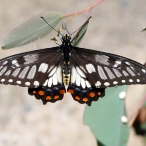 Papilio anactus at Acton, ACT - 18 Feb 2022