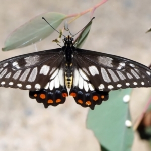 Papilio anactus at Acton, ACT - 18 Feb 2022 10:42 AM