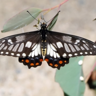 Papilio anactus (Dainty Swallowtail) at Black Mountain - 18 Feb 2022 by DonTaylor