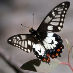 Papilio anactus at Acton, ACT - 18 Feb 2022 10:42 AM