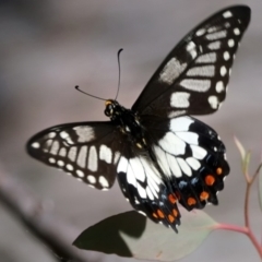 Papilio anactus at Acton, ACT - 18 Feb 2022