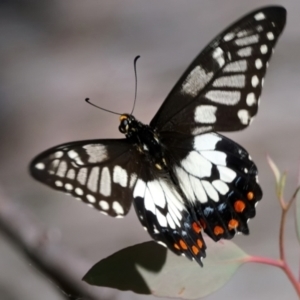 Papilio anactus at Acton, ACT - 18 Feb 2022 10:42 AM