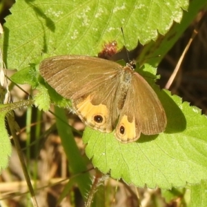 Hypocysta metirius at Araluen, NSW - suppressed