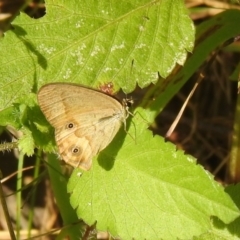 Hypocysta metirius at Araluen, NSW - 20 Feb 2022