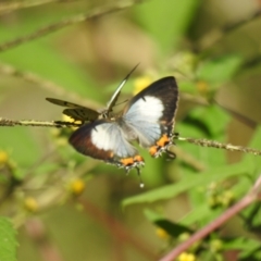 Jalmenus evagoras (Imperial Hairstreak) at QPRC LGA - 19 Feb 2022 by Liam.m