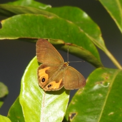 Hypocysta metirius (Brown Ringlet) at Araluen, NSW - 20 Feb 2022 by Liam.m