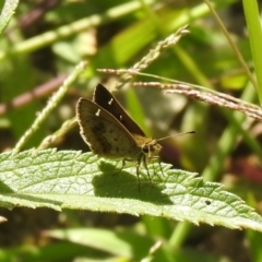 Toxidia parvula (Banded Grass-skipper) at Araluen, NSW - 19 Feb 2022 by Liam.m