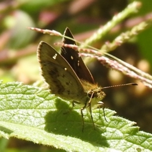 Toxidia parvula at Araluen, NSW - 20 Feb 2022