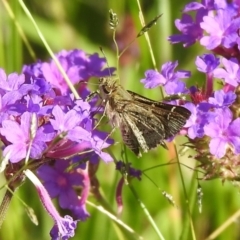 Pasma tasmanica (Two-spotted Grass-skipper) at Araluen, NSW - 19 Feb 2022 by Liam.m