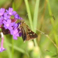 Pasma tasmanica (Two-spotted Grass-skipper) at QPRC LGA - 19 Feb 2022 by Liam.m