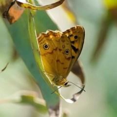 Heteronympha paradelpha (Spotted Brown) at Black Mountain - 16 Feb 2022 by DonTaylor