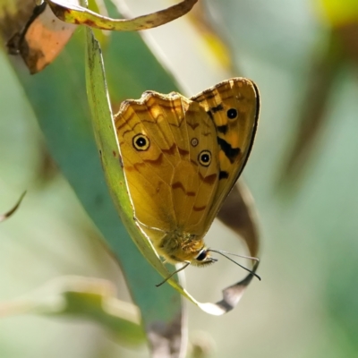 Heteronympha paradelpha (Spotted Brown) at Black Mountain - 16 Feb 2022 by DonTaylor