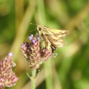 Ocybadistes walkeri at Araluen, NSW - 20 Feb 2022