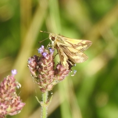 Ocybadistes walkeri (Green Grass-dart) at Araluen, NSW - 20 Feb 2022 by Liam.m