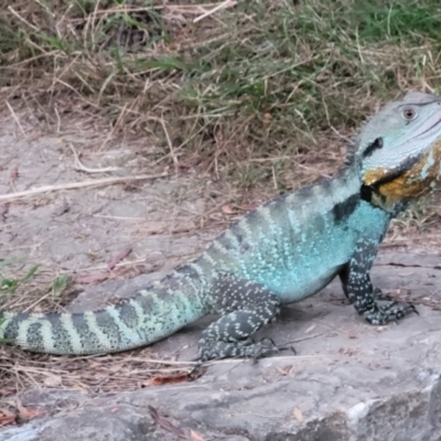 Intellagama lesueurii howittii (Gippsland Water Dragon) at Cotter Reserve - 19 Feb 2022 by Anthonymollett
