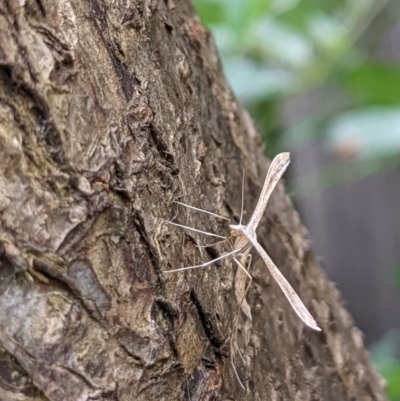 Stenoptilia zophodactylus (Dowdy Plume Moth) at Watson, ACT - 12 Feb 2022 by AniseStar
