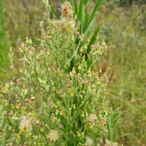 Erigeron bonariensis at O'Malley, ACT - 20 Feb 2022