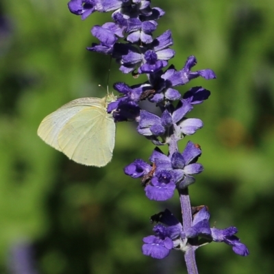 Pieris rapae (Cabbage White) at Albury - 18 Feb 2022 by KylieWaldon