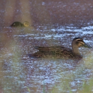 Anas superciliosa at Killara, VIC - 19 Feb 2022 06:58 AM