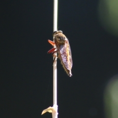 Unidentified Robber fly (Asilidae) at Monitoring Site 136 - Riparian - 18 Feb 2022 by KylieWaldon