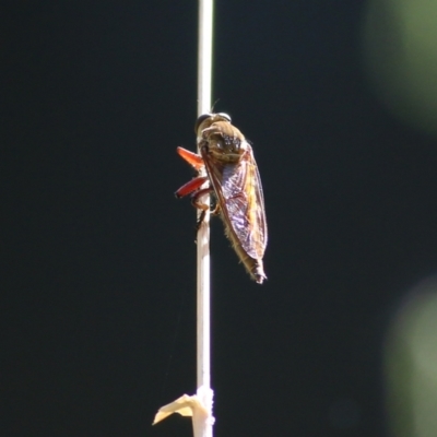 Unidentified Robber fly (Asilidae) at Wodonga Regional Park - 18 Feb 2022 by KylieWaldon