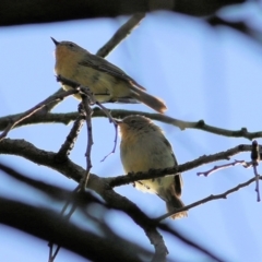 Acanthiza nana (Yellow Thornbill) at Killara, VIC - 19 Feb 2022 by KylieWaldon