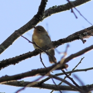 Acanthiza nana at Killara, VIC - 19 Feb 2022