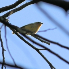 Acanthiza nana at Killara, VIC - 19 Feb 2022 07:44 AM