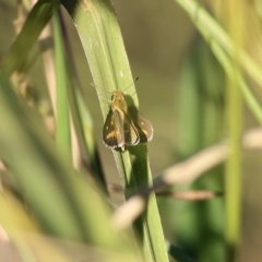 Taractrocera papyria (White-banded Grass-dart) at Bandiana, VIC - 18 Feb 2022 by KylieWaldon