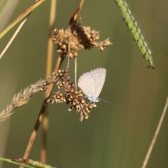 Zizina otis (Common Grass-Blue) at Wodonga - 18 Feb 2022 by KylieWaldon