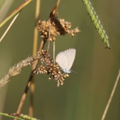 Zizina otis (Common Grass-Blue) at Killara, VIC - 19 Feb 2022 by KylieWaldon