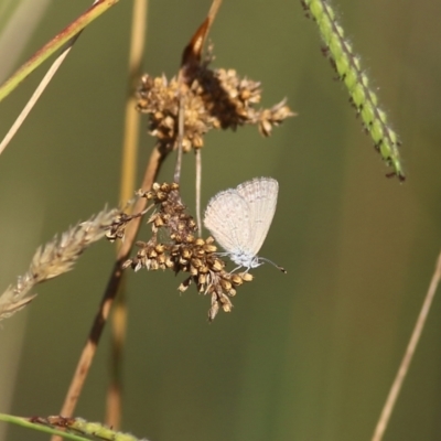 Zizina otis (Common Grass-Blue) at Wodonga - 18 Feb 2022 by KylieWaldon